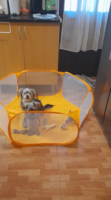 Yorkshire Terrier menino