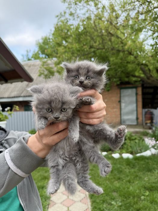 Продам кошенят