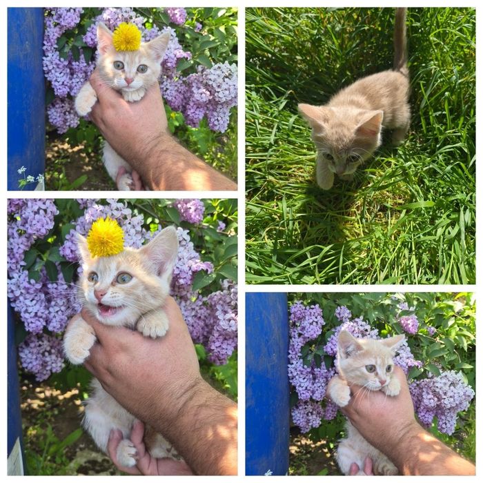 Віддам котиків 2 місяці