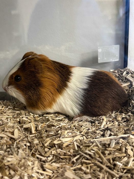 Świnka morska PROMOCJA GRUBY KOCUR sklep zoologiczny Galeria Trend