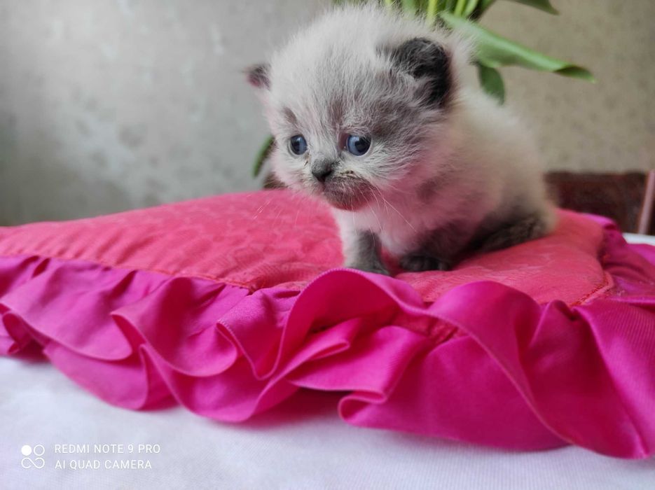 Котенок персидский гималайский