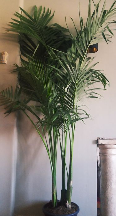 Palmeiras reais australianas ou Archontophoenix cunninghamiana