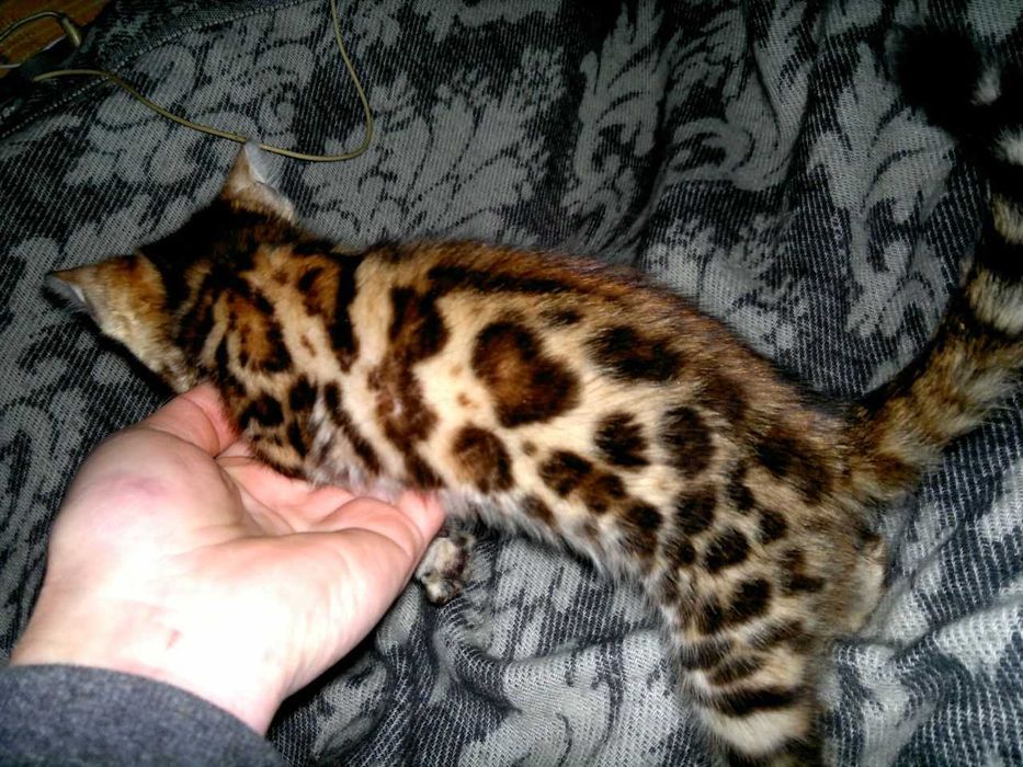 Шикарна бенгальська манюшечка з документами