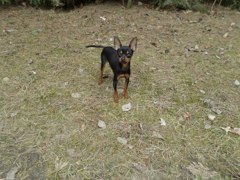 Szpic miniaturowy Ratlerek Reproduktor