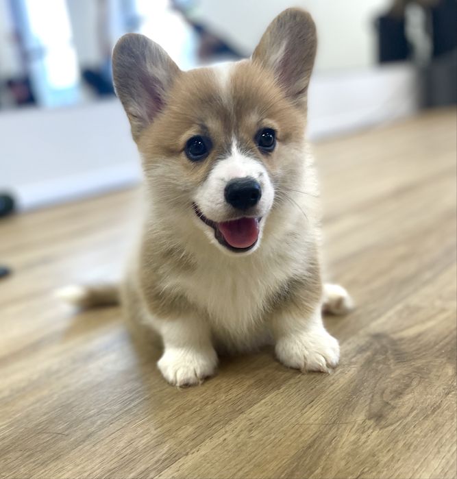 Welsh corgi pembroke - piekna suczka FCI
