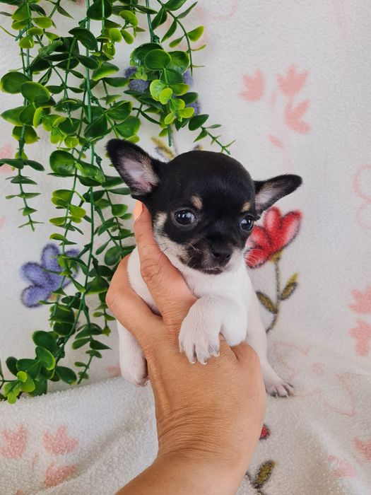 Excelente mini menina Chihuahua/Chiuaua Linhagem Russa de Qualidade
