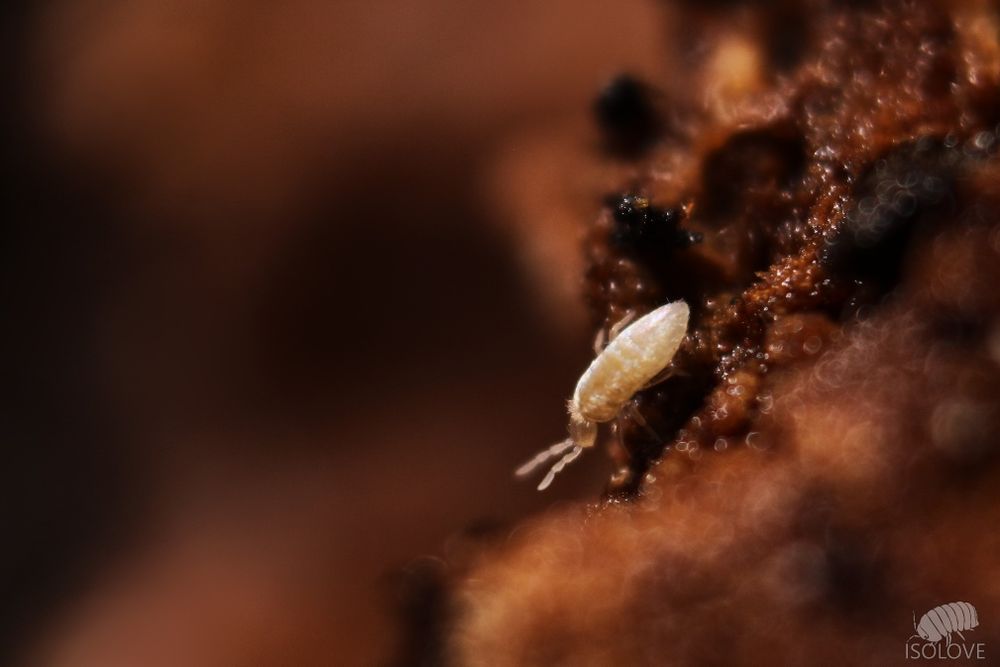 20 x Pseudosinella sp. "ant springtails", skoczogonki sprzątające