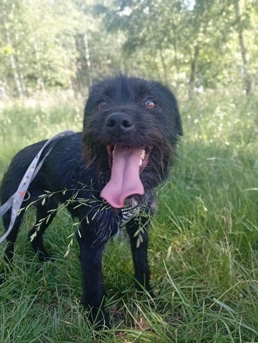 Mikro sunia młoda do adopcji