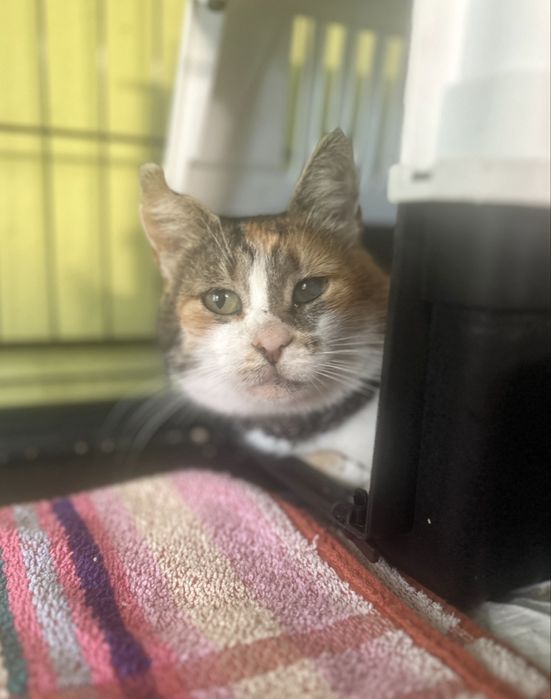 Królowa Gaja czeka na kochajacy dom