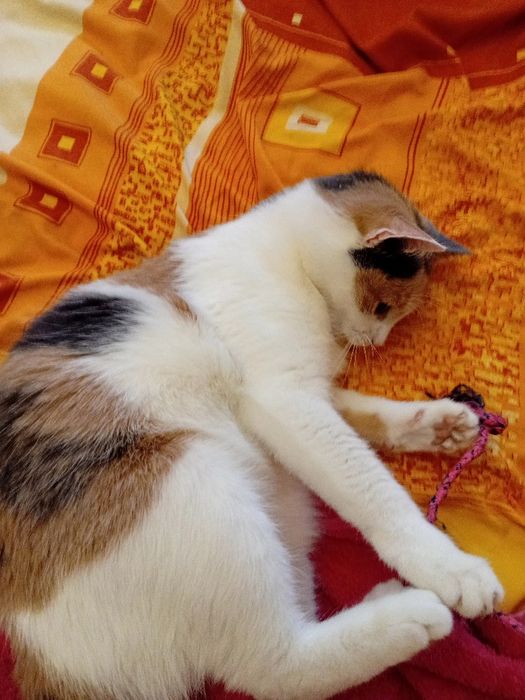 Игривая ручная кошечка, 8 мес. Стерилизована.