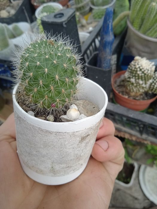 кактус rebutia violaciflora