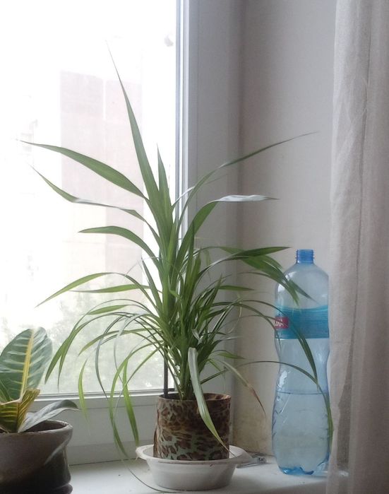 Продам кімнатну квітку.