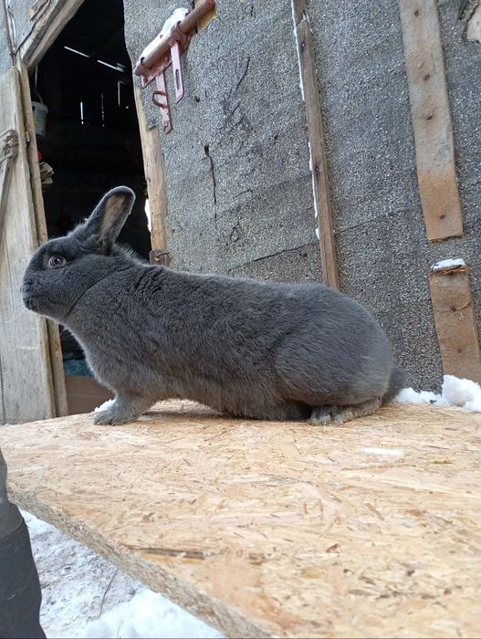 Kròlik samica wiedeńskie niebieskie