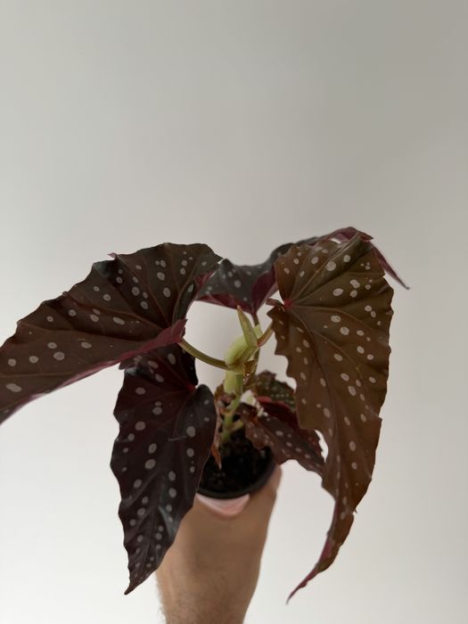 Begonia black forest