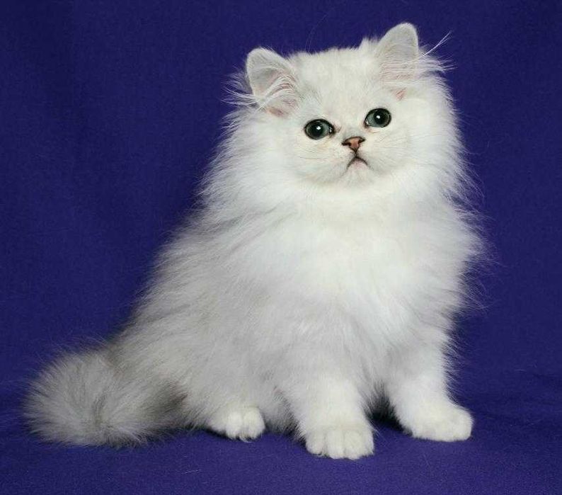 Персидський хлопчик Алекс
