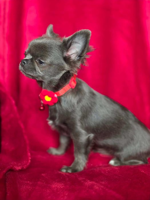 Chihuahua sunia blue XS