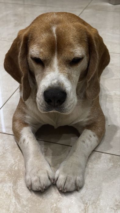 Бігль КСУ-FCI Вязка