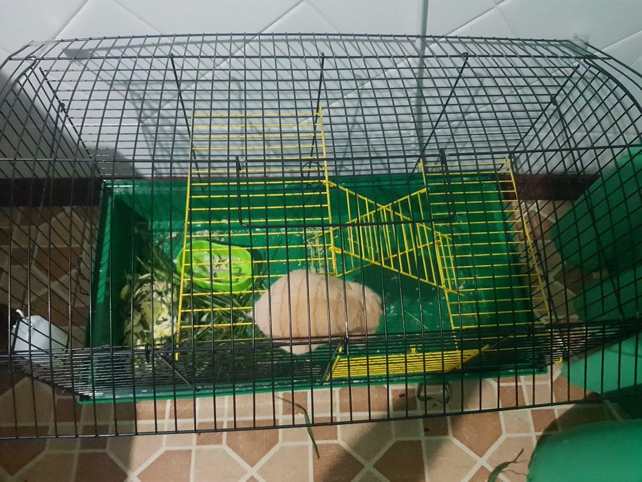 Продам клітку для хомячків в гарному стані, в користуванні два місяці