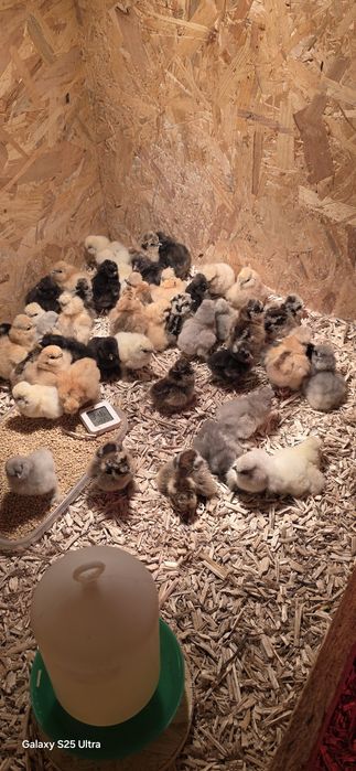 Kurczaki silki i białoczuby