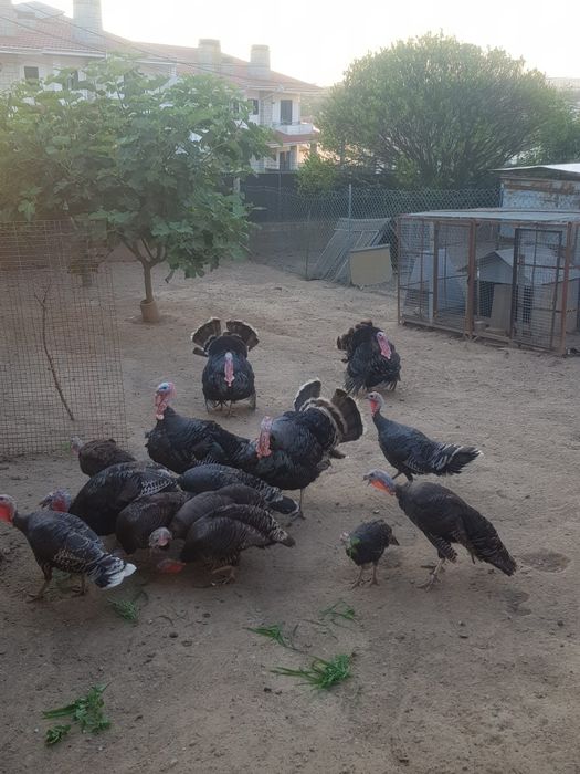 Perus caseiros e ovos