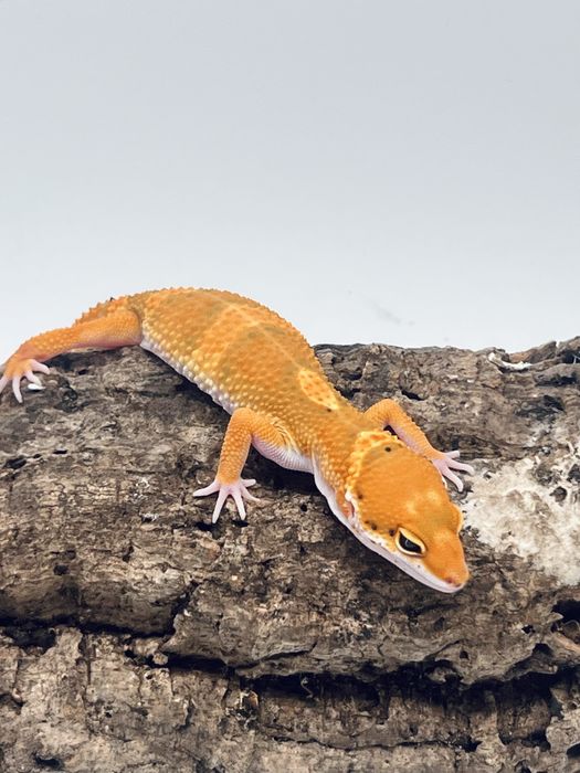 Gekon lamparci gekony lamparcie