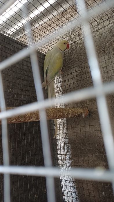 Ring necks adultos