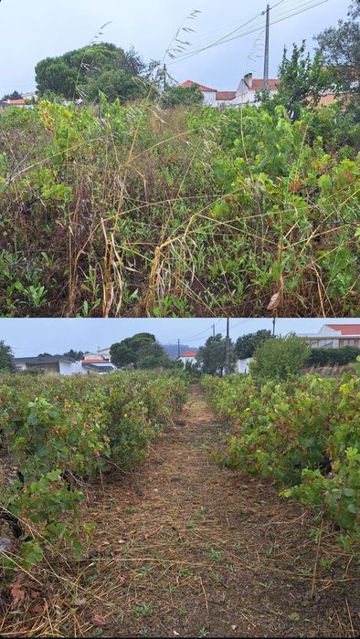 Serviço de limpeza mato e corte de árvores