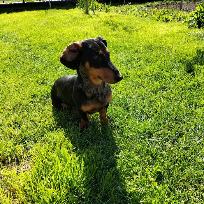 В'язка такса мраморний, чорний з підпалом.