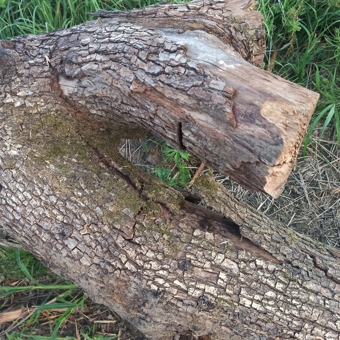 Drzewo grusza 300 kg