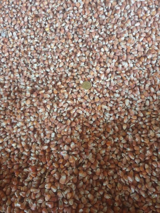 Kukurydzą  czerwona drobna  oraz kukurydzą grubo / drobno mielona