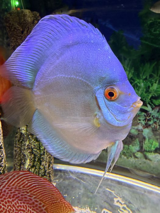 Peixe Discu blue diamond c/olho vermelho
