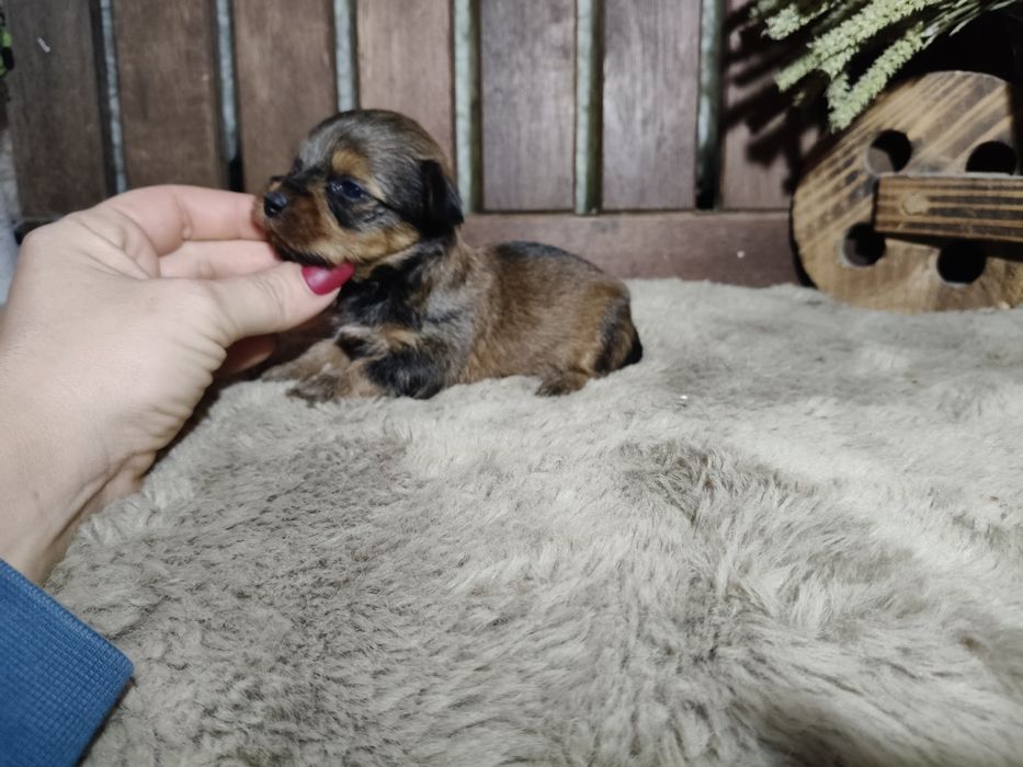 Yorkshire Terrier machinho gold