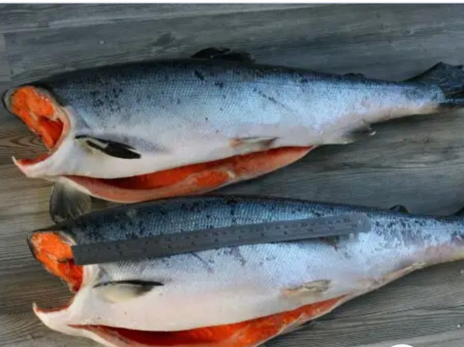 Кіжуч. Дика риба.