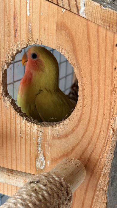 Vendo bebé agaponis , nasceu a 6 de Agosto , sem sexagem