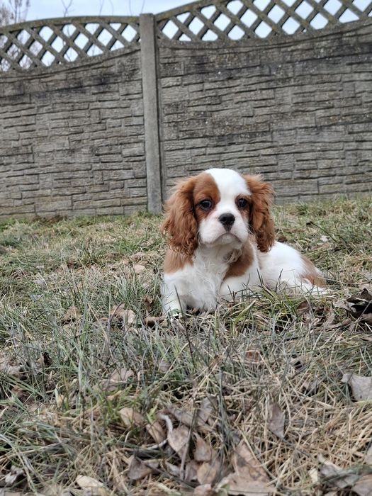 Cavalier King Charles spaniel piesek