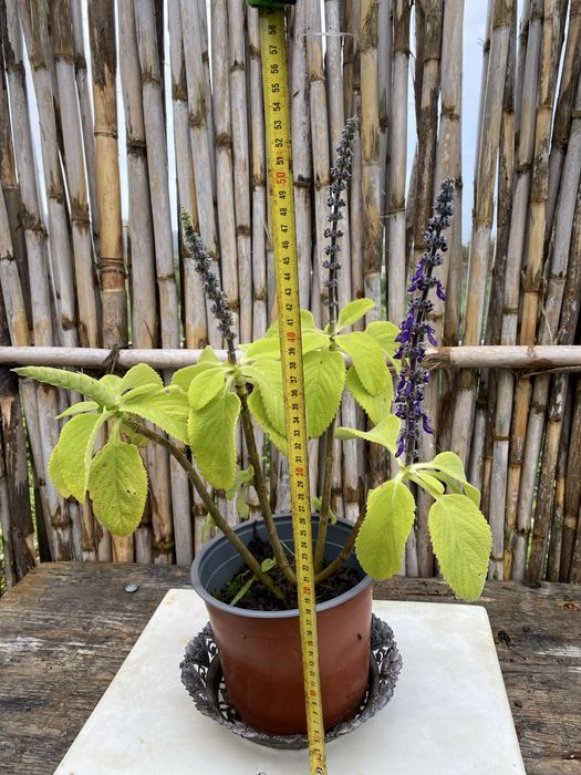 Papiro (Cyperus alternifolius)