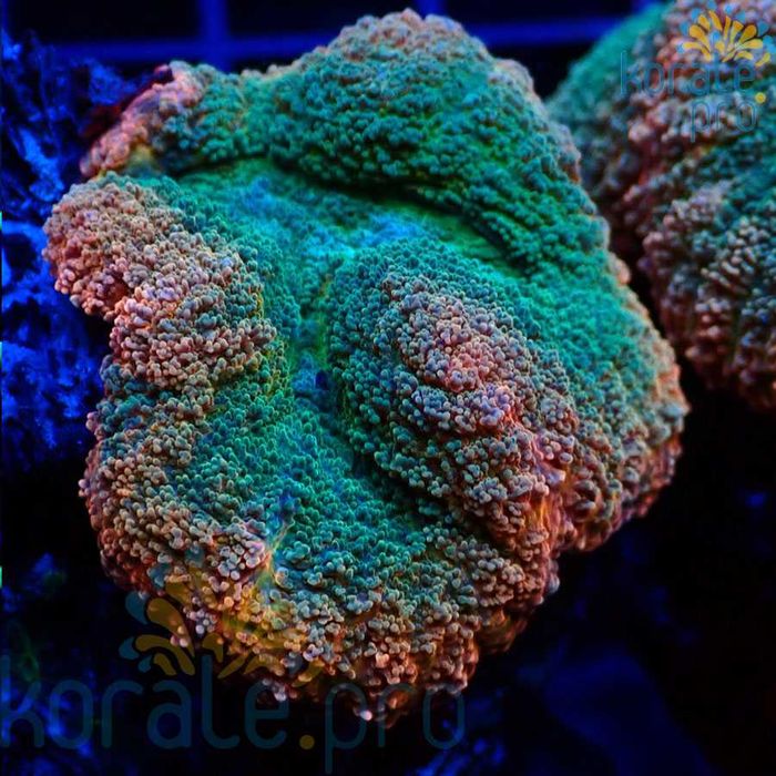 Lobophyllia brain coral koralowce korale.pro akwarium morskie