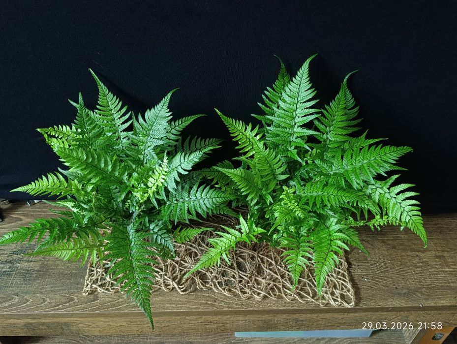 Папороть Атіріум (Athyrium),
