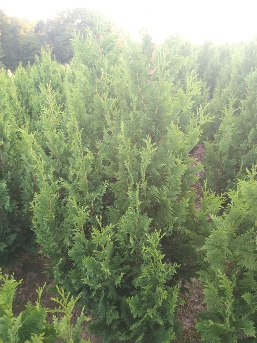 Tuja spiralna wąsko rosnąca 200/240cm  Krzewy, iglaki