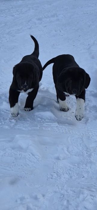 Owczarek środkowoazjatycki ZKwP FCI