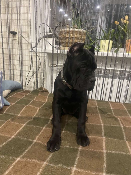 Пропонуємо дівчаток Кане Корсо