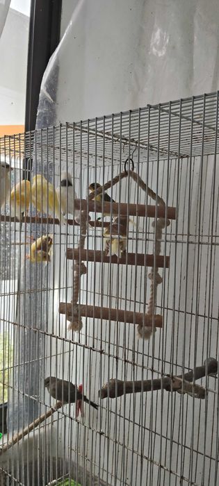 Canários filhos de Timbrado Espanhol puros