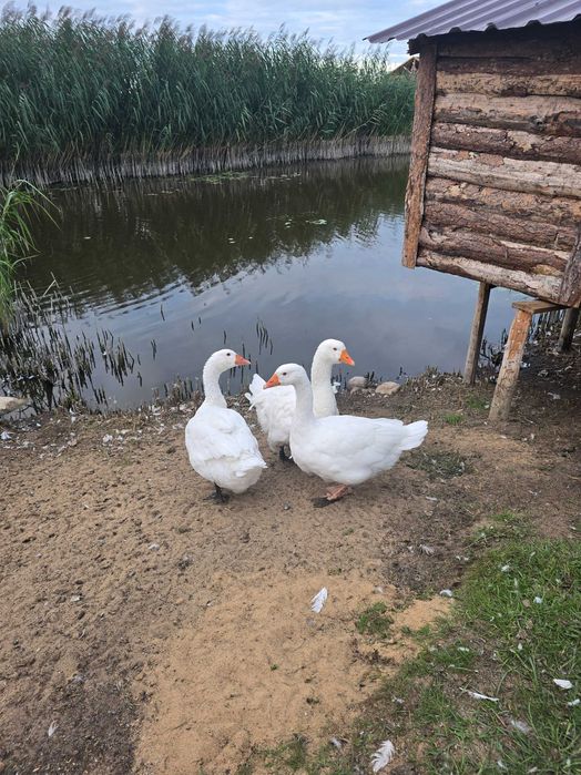 Gęsi  2sztuki sprzedam