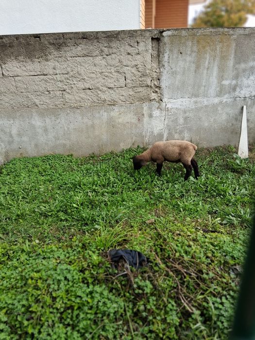 Borrego Sulfolk Cruzado