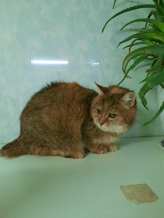 Особенная кисуля без хвоста Рыся ищет любящую семью