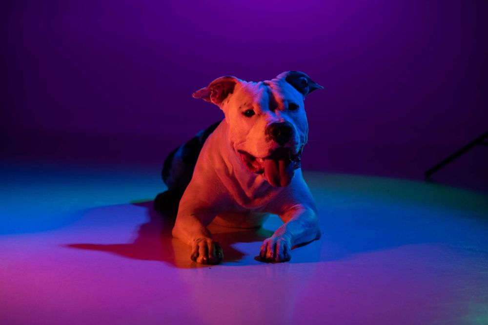 Вʼязка амстафф (American staffordshire terrier)