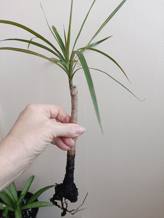 Драцена маргината