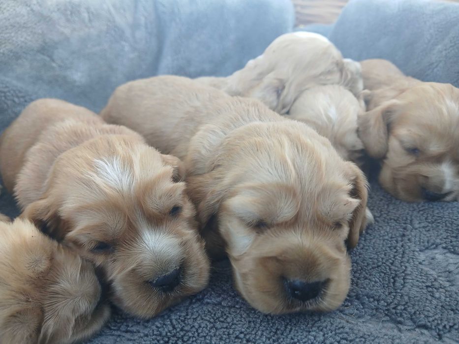 Cocker spaniel piesek