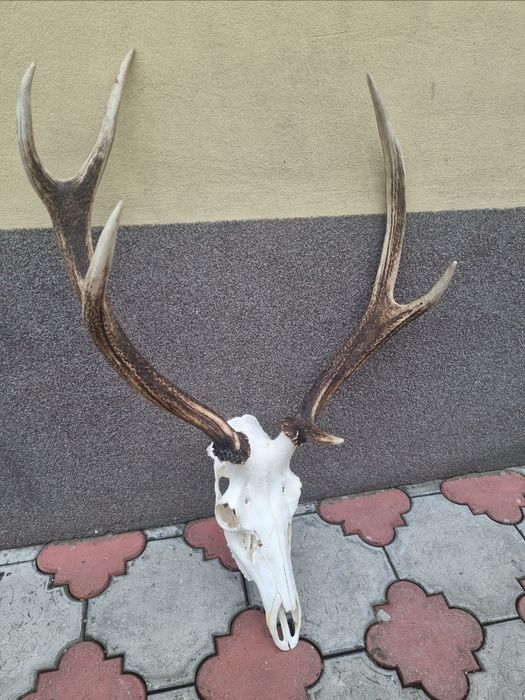 Wieniec jelenia wieńce selekcyjne łowne