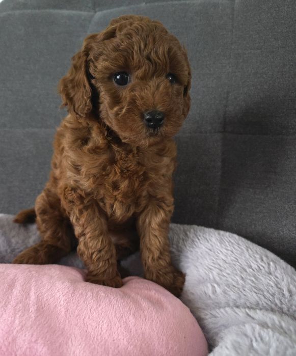 Pudel miniatura sunia pudelek red